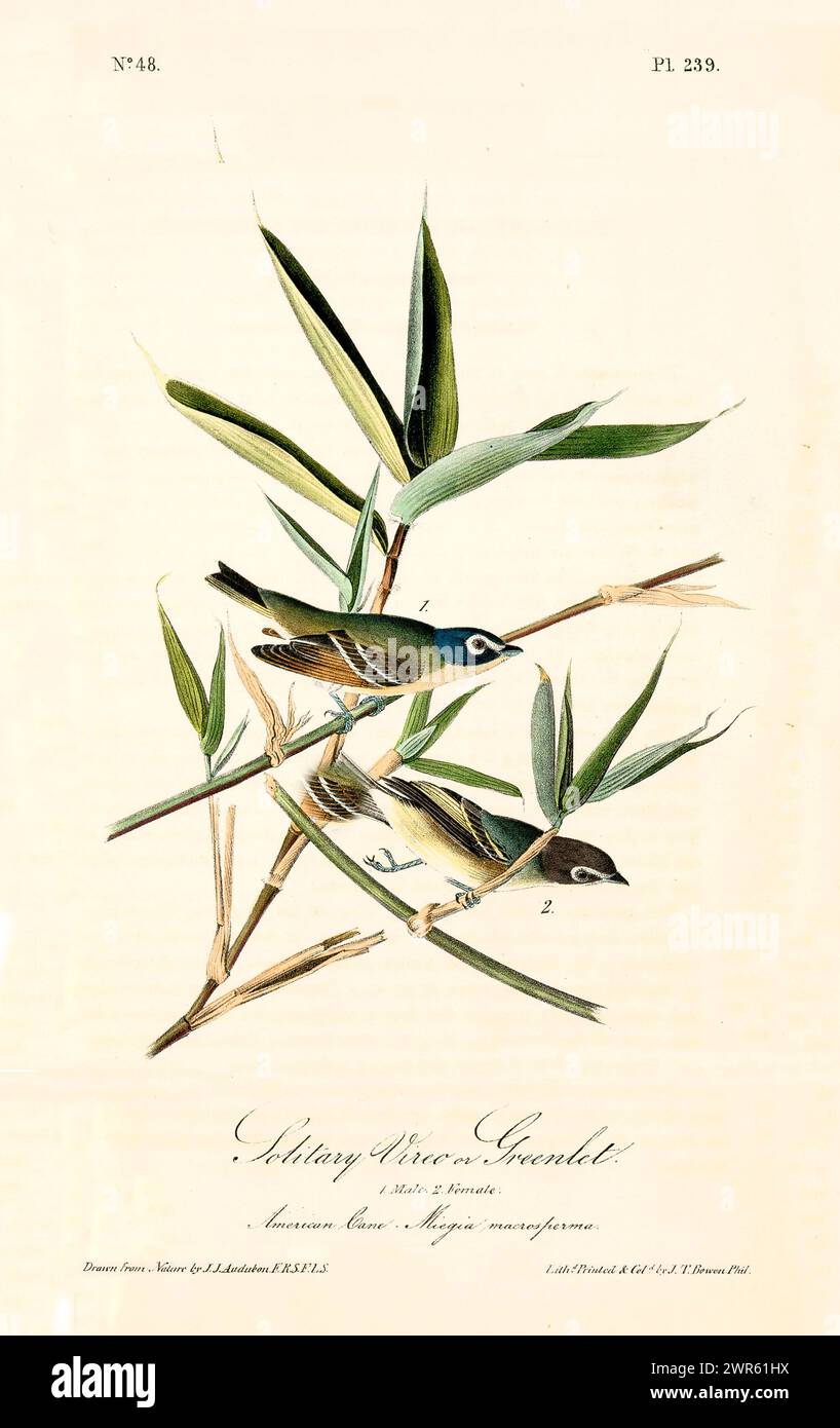 Old engraved illustration of Solitary vireo or Greenlet (Vireo solitarius). By J.J. Audubon: Birds of America, Philadelphia, 1840. Stock Photo