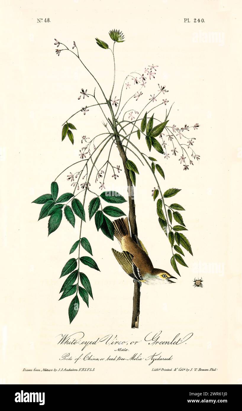 Old engraved illustration of White-eyed vireo or Greenlet (Vireo griseus). By J.J. Audubon: Birds of America, Philadelphia, 1840. Stock Photo