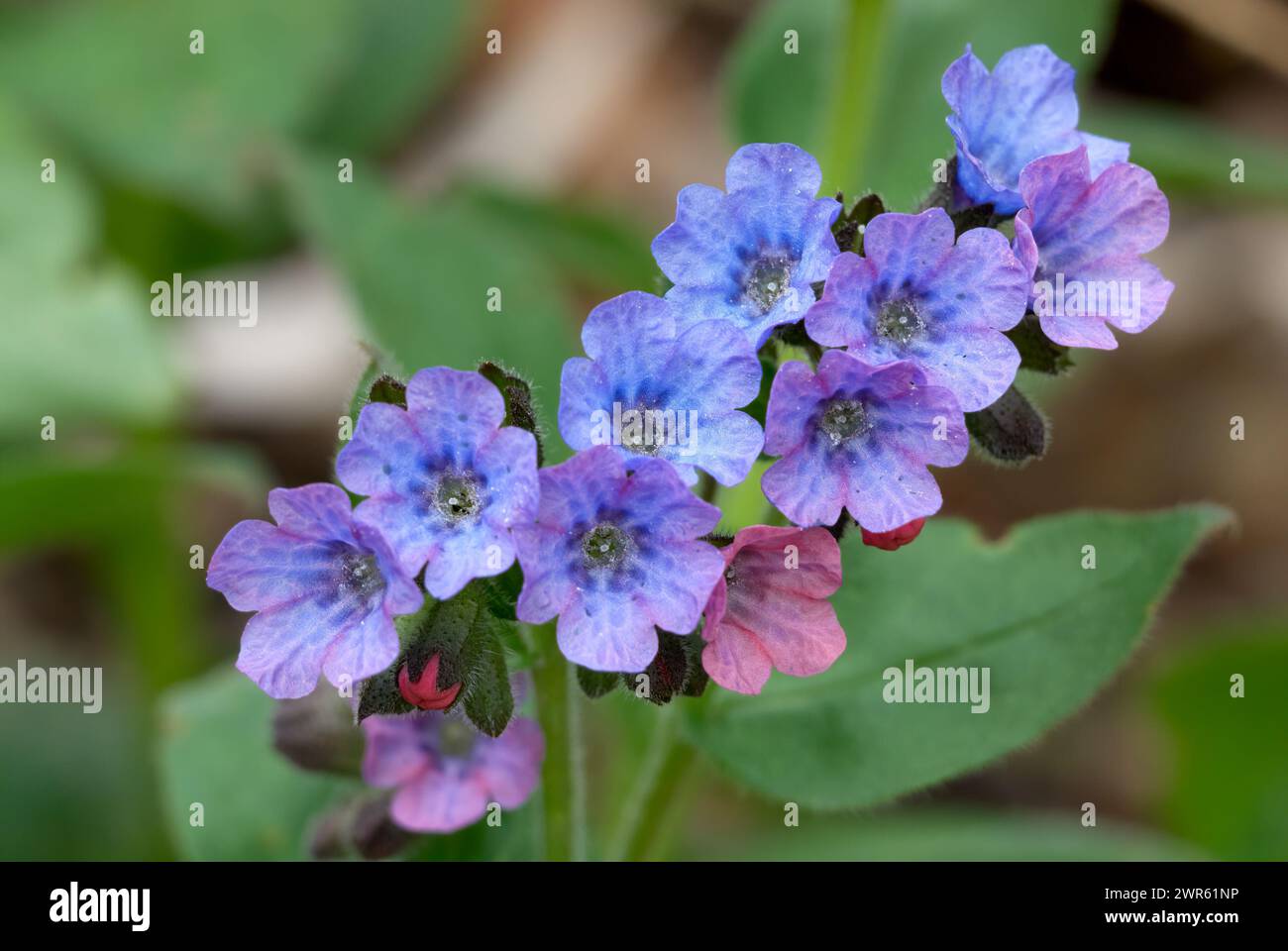 Common lungwort, Pulmonaria officinalis blue flowers, closeup. Medicinal plant, herb. Full bloom, growing on the bank of the lake. Bodovka, Slovakia Stock Photo