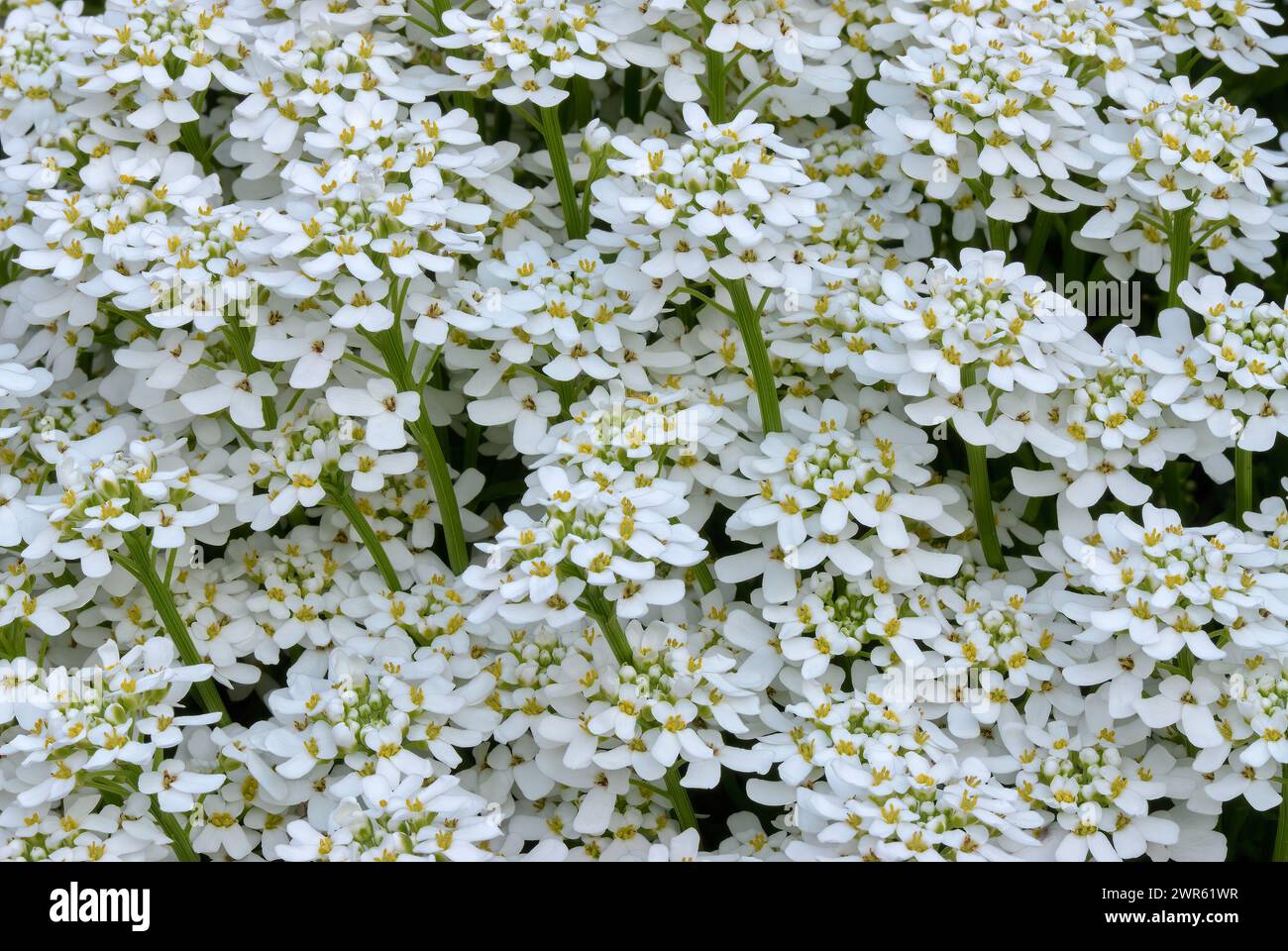 White evergreen candytuft flowers, Iberis sempervirens, closeup. Perennial. Natural background. Ornamental garden Trencin, Slovakia Stock Photo