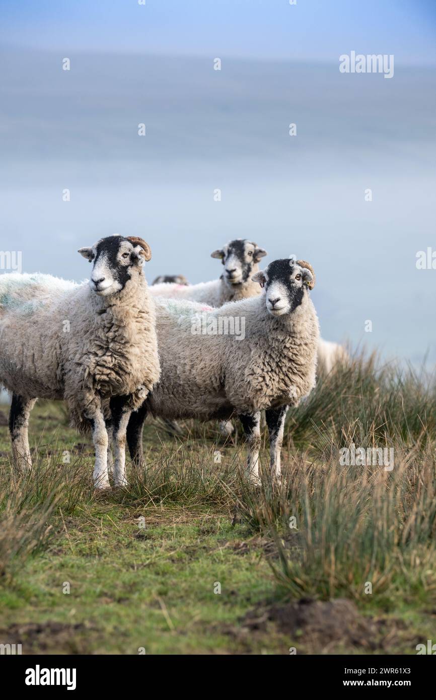 Swaledale ewes on moorland on an atmospheric winters morning in Wensleydale, waiting for hay. Hawes, North Yorkshire, UK. Stock Photo