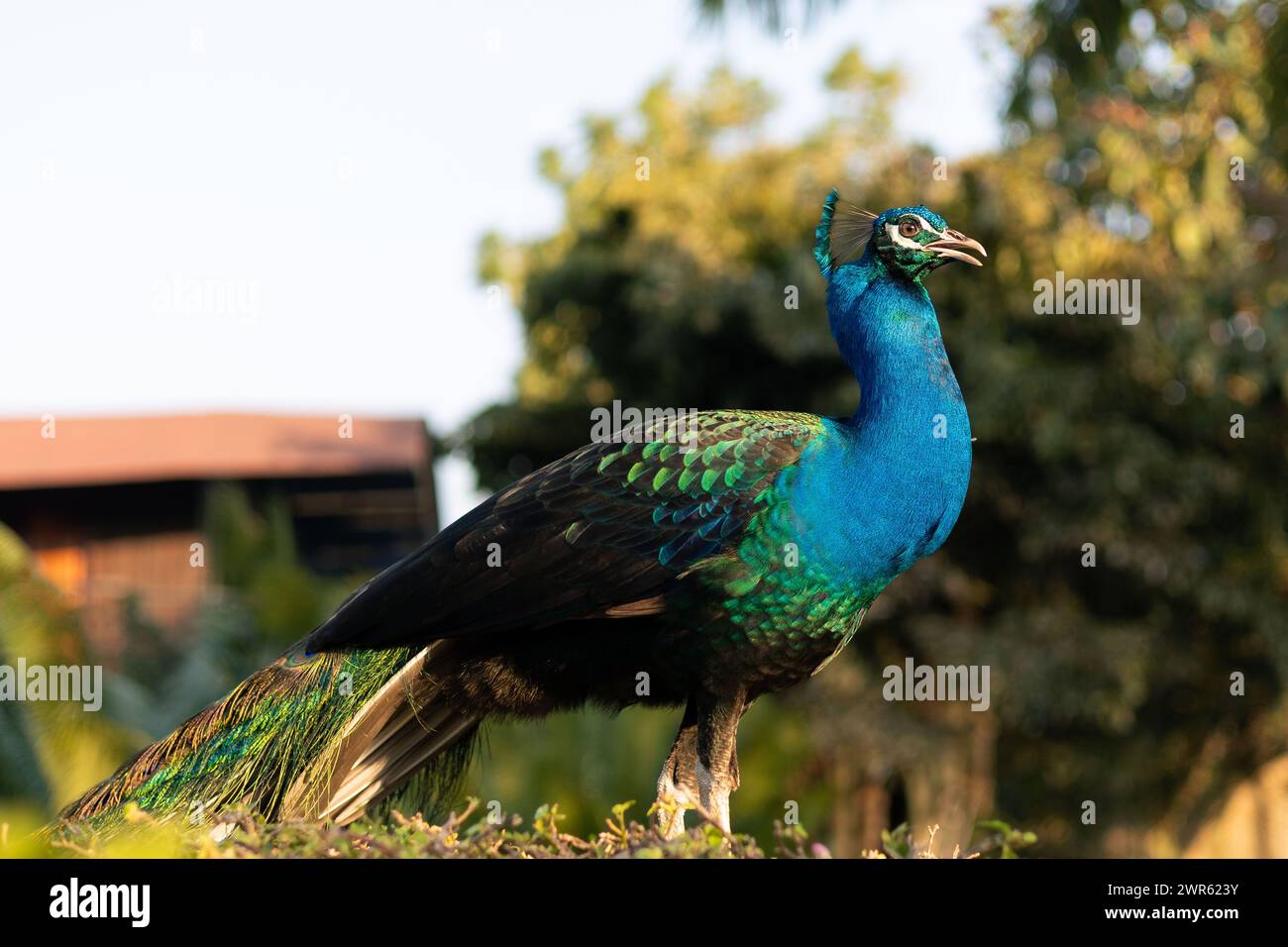 Peacock blue sapphire hi-res stock photography and images - Alamy