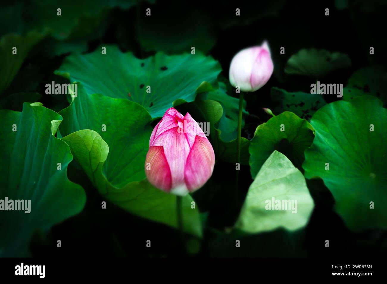 A closeup of a water lily in a pond Stock Photo - Alamy