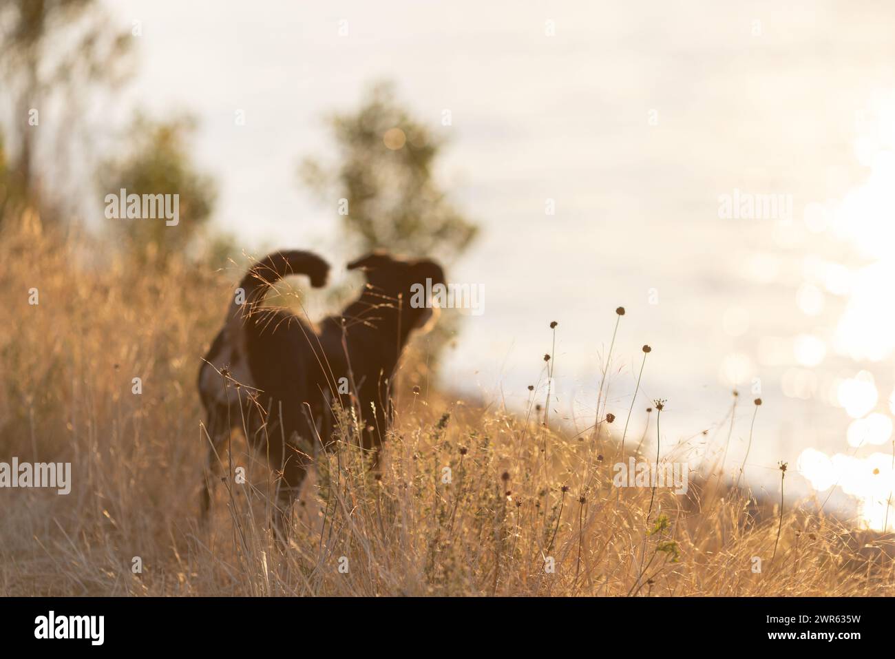 Dog in a long grass, appenzeller sennenhund Stock Photo