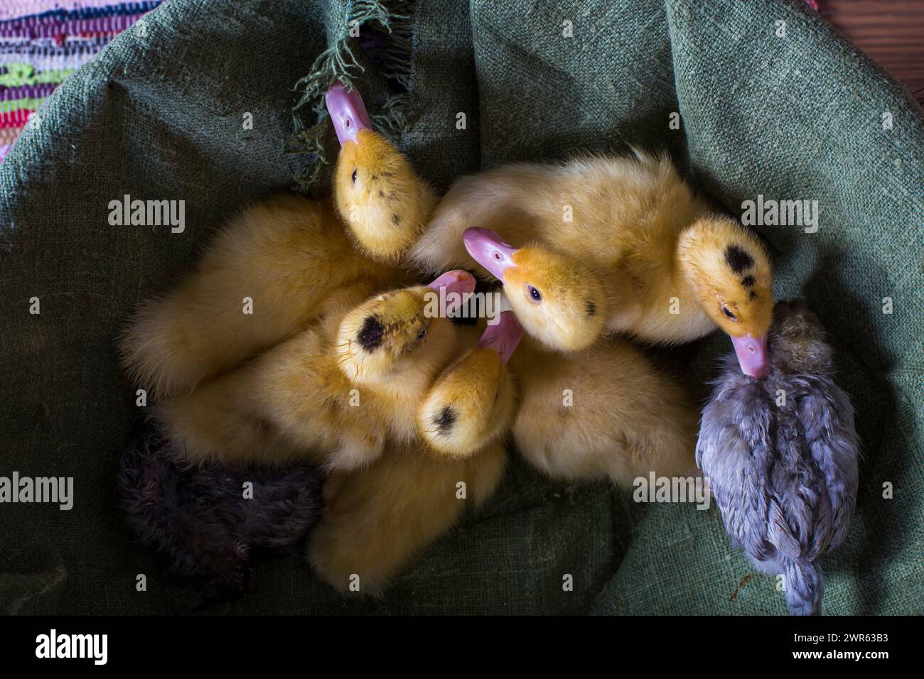 Easter decorated interior with colorfull eggs and ducklings Stock Photo