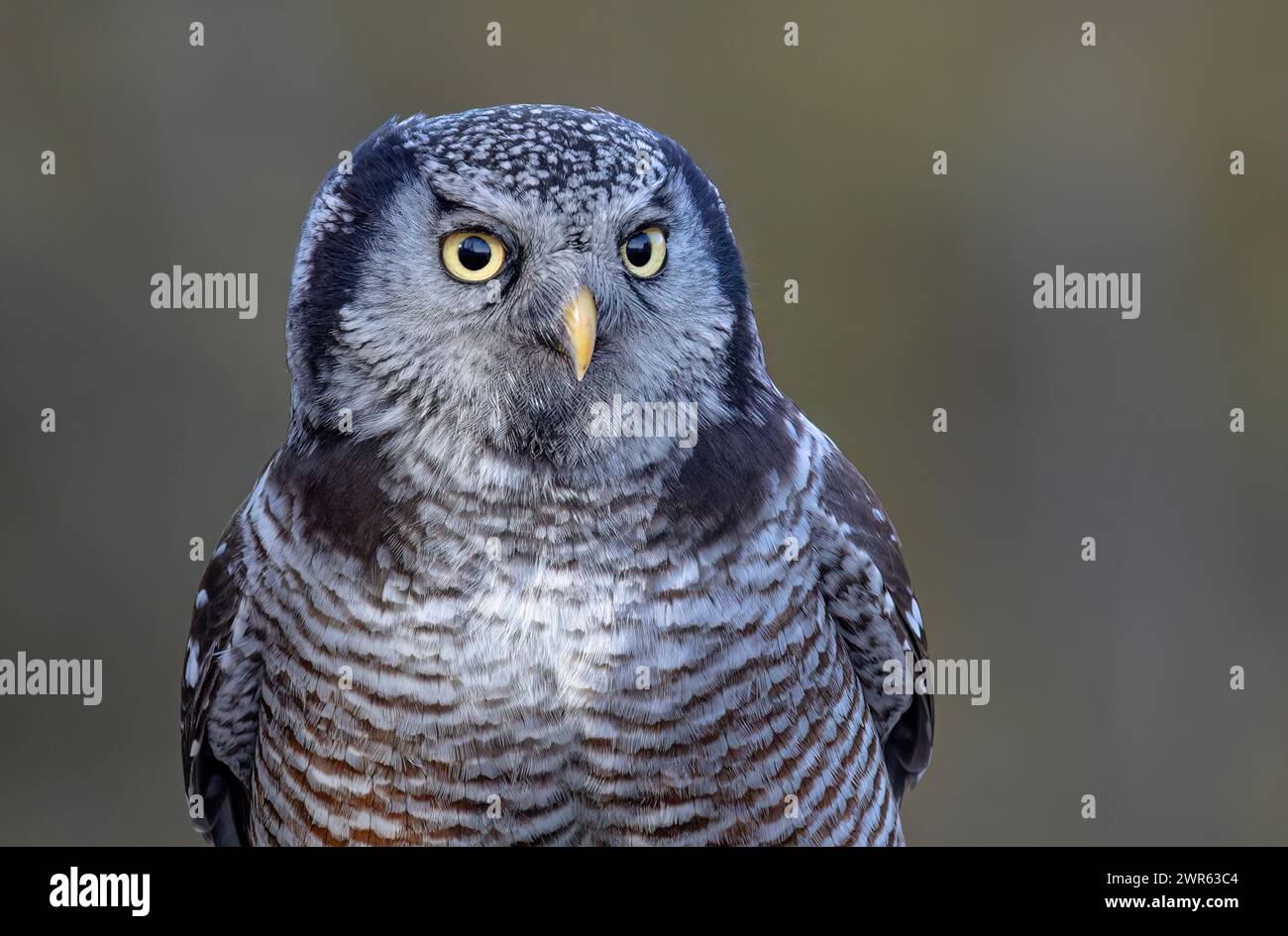Northern Hawk-Owl closeup perched on a post in winter in Canada Stock Photo