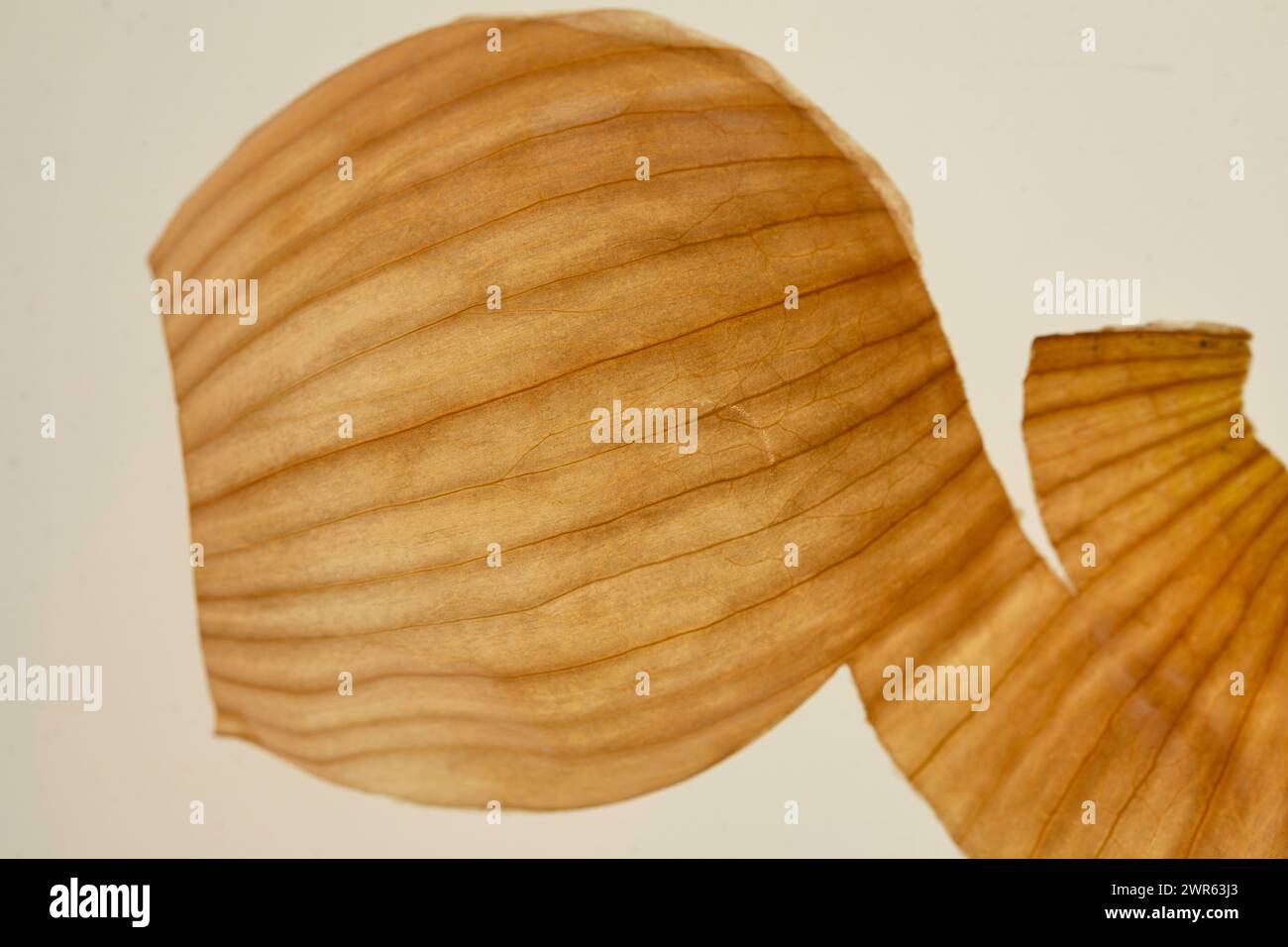 Onion peel isolated on a white background. Stock Photo