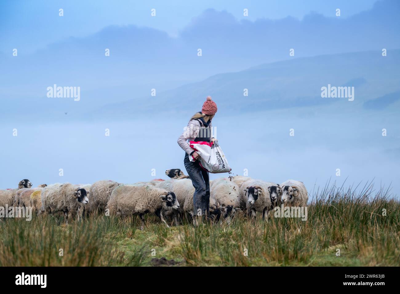 Young shepherdess feeding a flock of Swaledale ewes on moorland in winter. Wensleydale, North Yorkshire, UK. Stock Photo