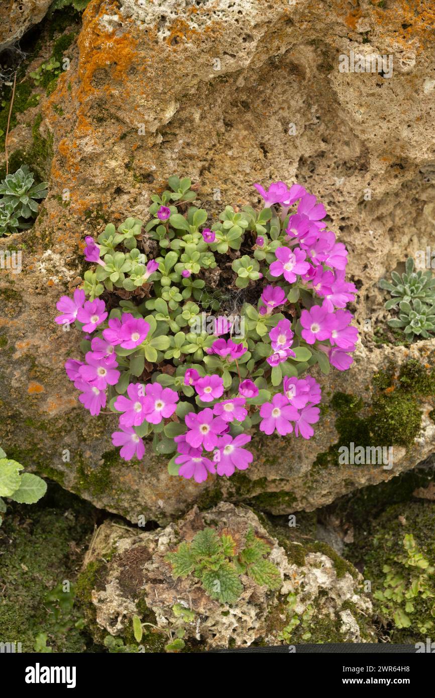 Allioni's Primrose: Primula allionii Stock Photo