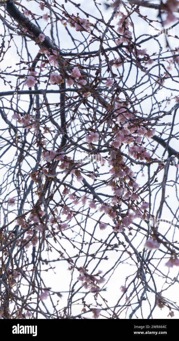 Vibrant cherry blossoms signal spring’s arrival Stock Photo - Alamy