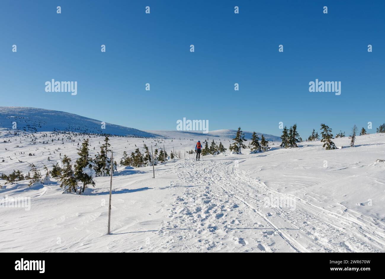 Woman on skies, ski touring in krkonose mountains, path from Silesian House to Meadow Hut, winter morning. Stock Photo