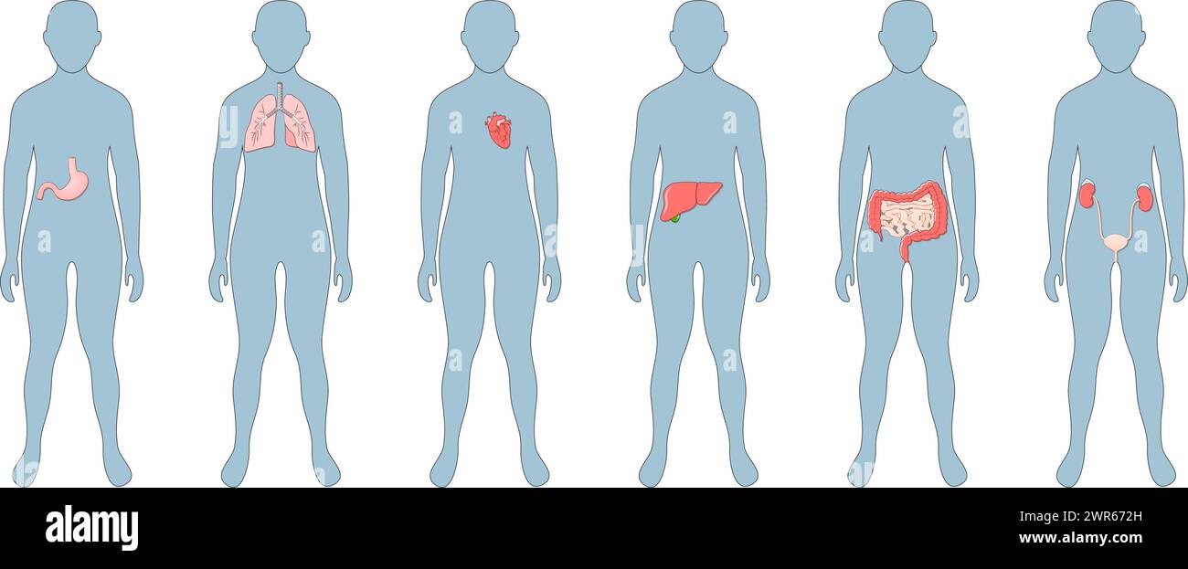 Internal organs in human body. Stomach, liver, intestine, bladder, lungs, kidney, heart, bladder. Set icons. Vector poster. Flat illustration. Human a Stock Vector