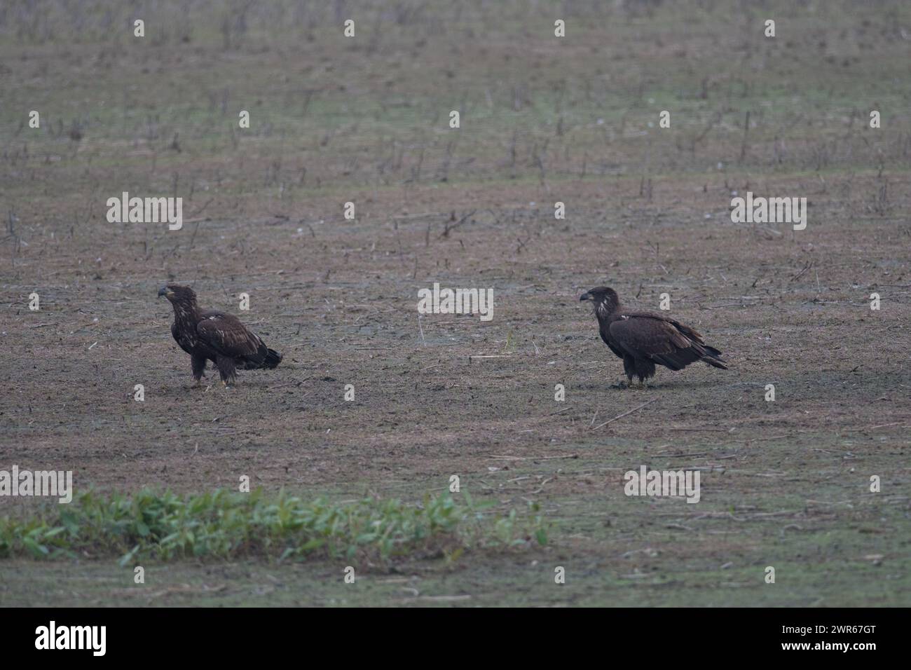 Juvenile bald eagle pair walking on dried wetlands in New York Stock Photo