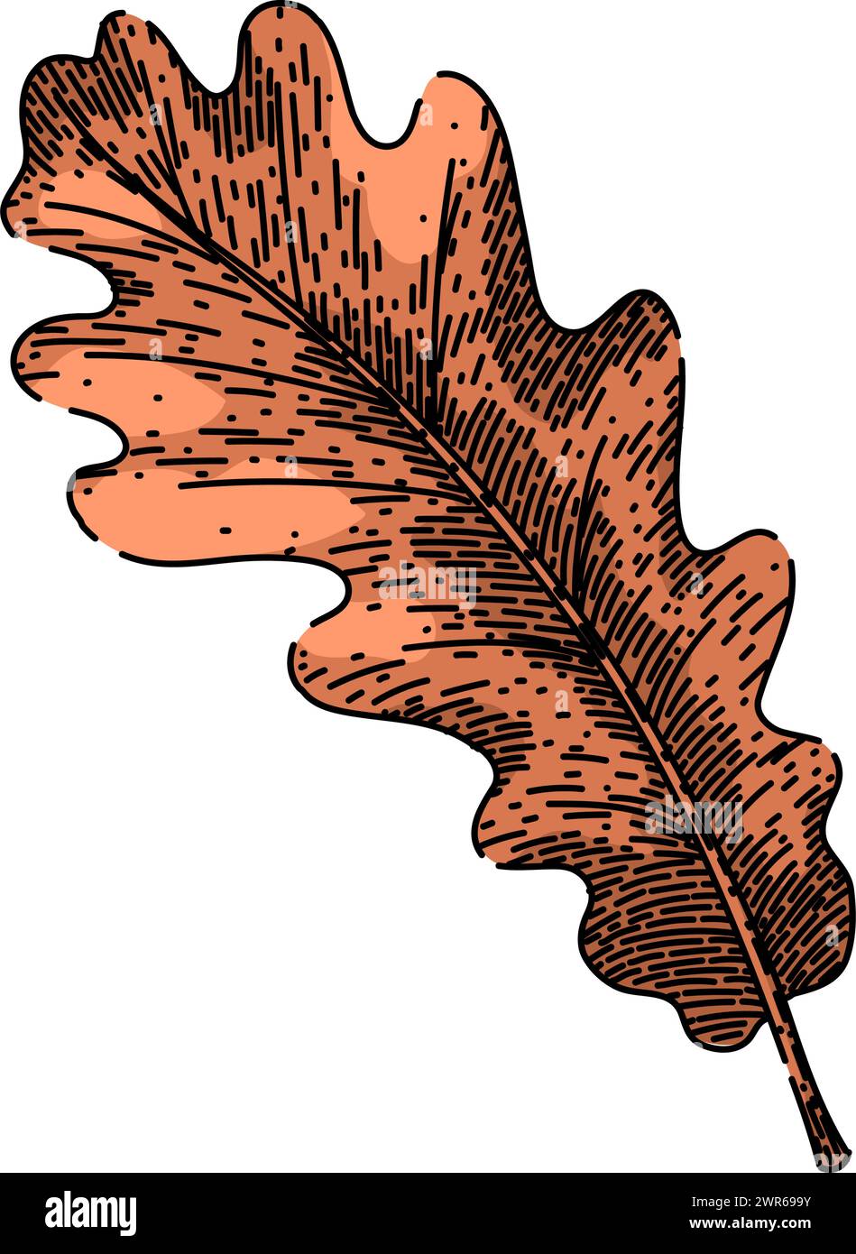 oak autumn leaf sketch hand drawn vector Stock Vector Image & Art - Alamy