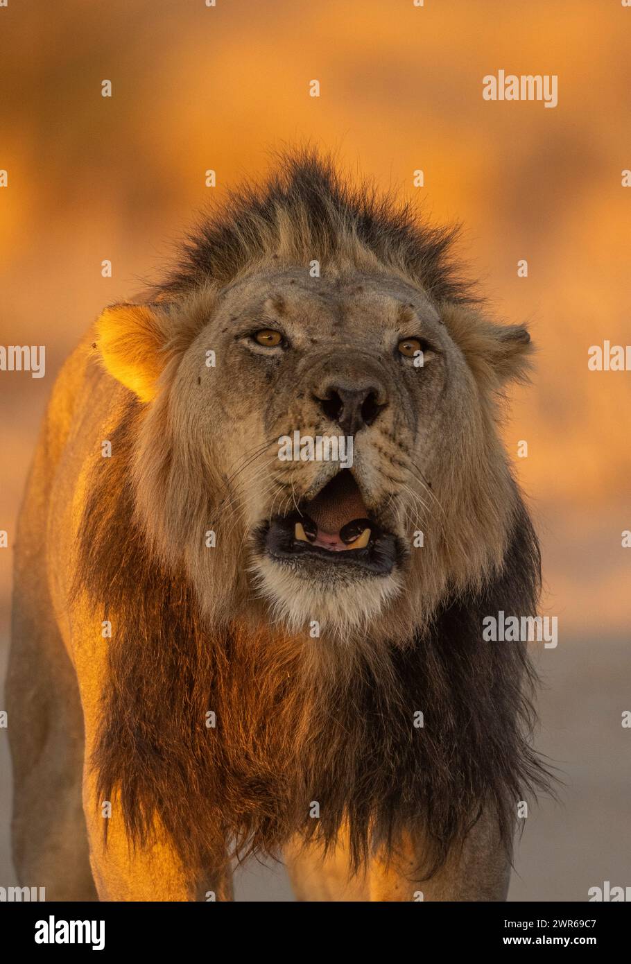 Frontal portrait of an adult black-maned male lion (Panthera leo ...