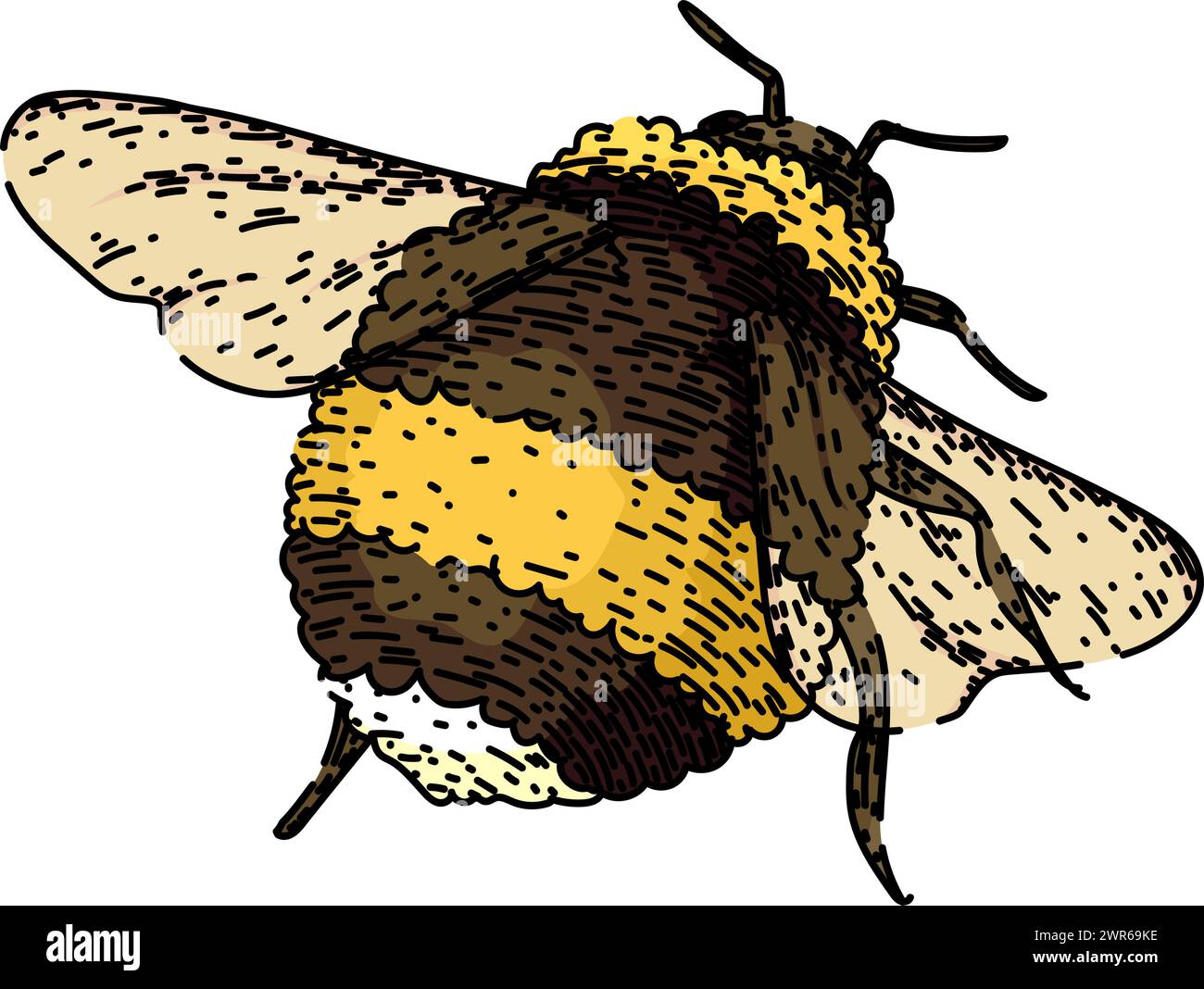 pollinate bee sketch hand drawn vector Stock Vector Image & Art - Alamy