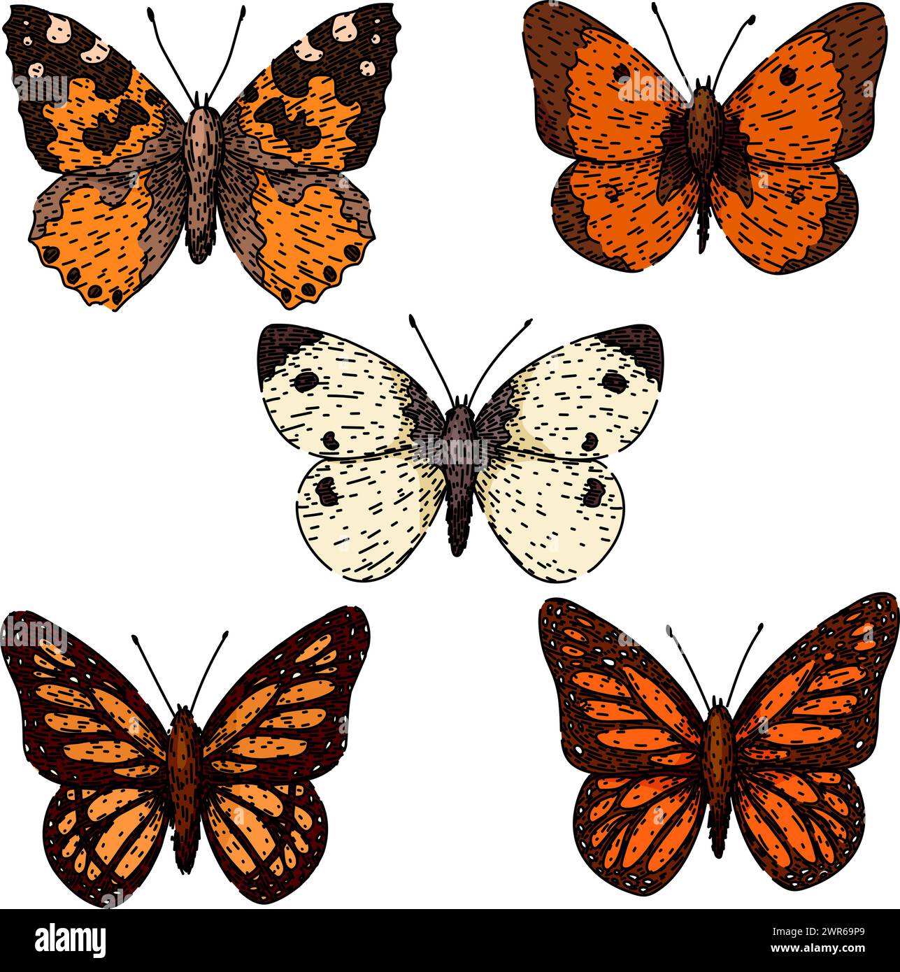 butterfly set sketch hand drawn vector Stock Vector Image & Art - Alamy