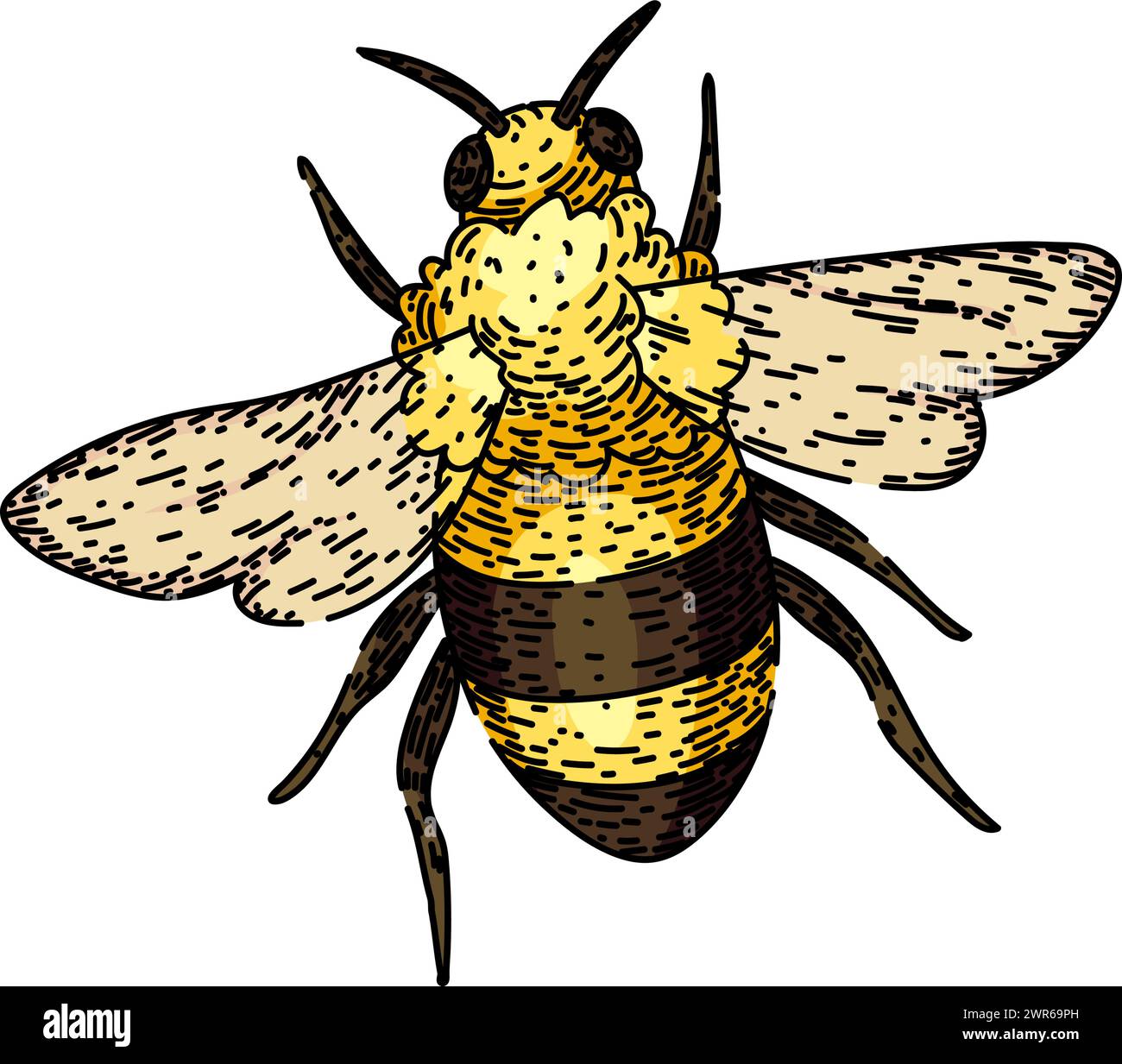 flower bee sketch hand drawn vector Stock Vector Image & Art - Alamy