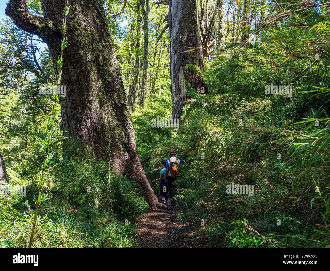 Hiking Couple On Trail Sendero Sierre Nevada Path Amid Bamboo Plants 