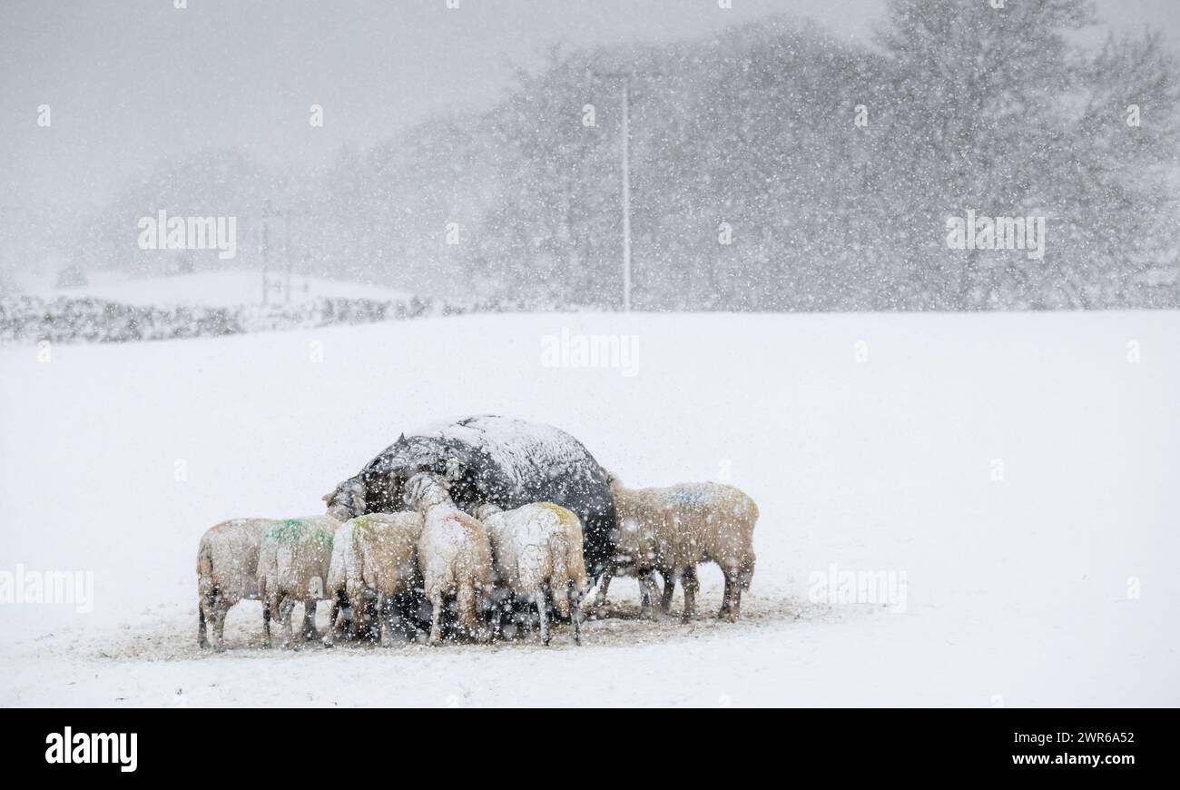 Sheep eating extra hay supplied by farmer during a winter snow storm, Hawes, North Yorkshire, UK Stock Photo