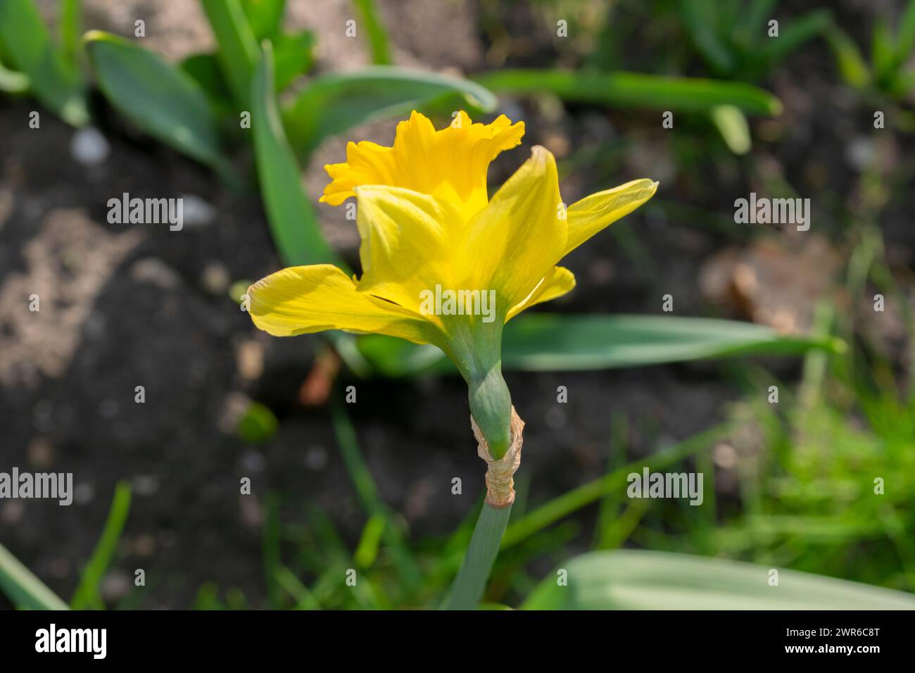 Close Up Yellow Narcissus Flower At Amsterdam The Netherlands 8-3-2024 Stock Photo