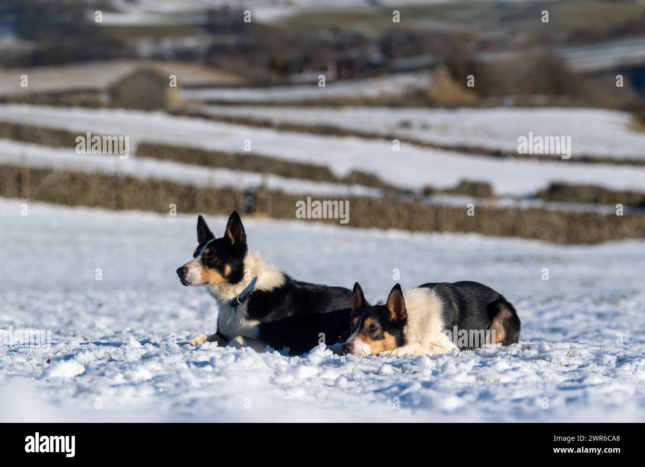 Pair of Border Collie sheepdogs working in snow above Hawes in the Yorkshire Dales, UK. Stock Photo