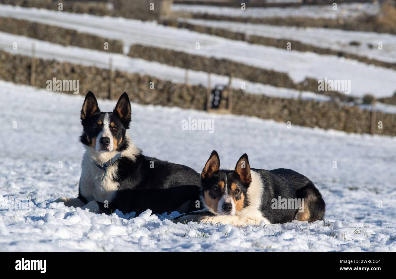 Pair of Border Collie sheepdogs working in snow above Hawes in the Yorkshire Dales, UK. Stock Photo