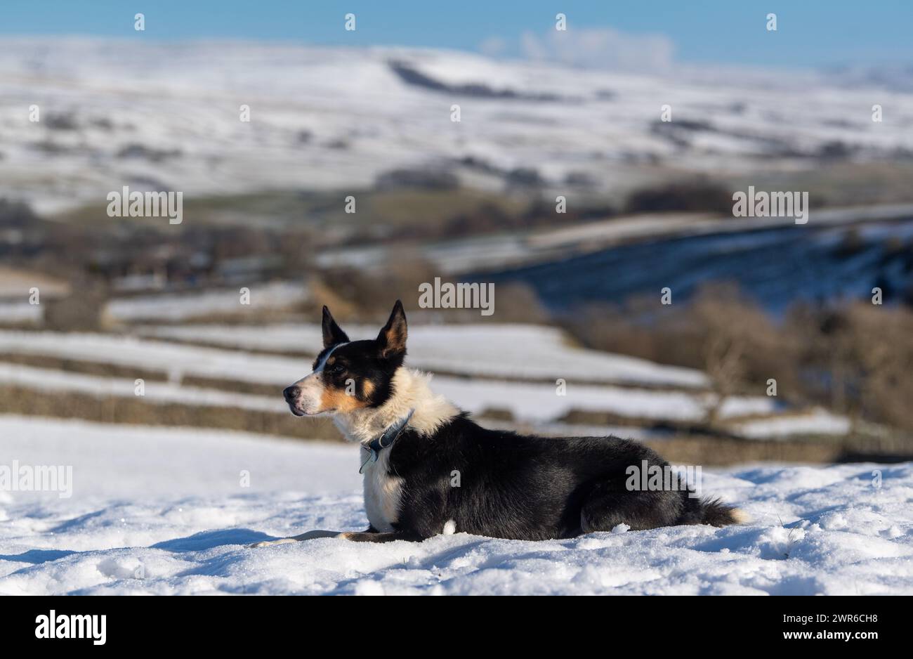 Alert looking Border Collie Sheepdog working in a snow covered pasture in the Yorkshire Dales National Park, near Hawes, UK. Stock Photo