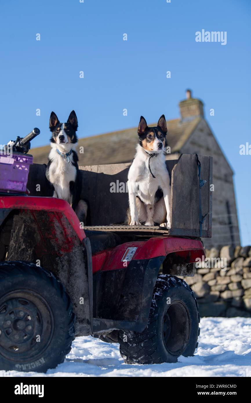 Grußkarte Mit Border Collie & Quad – Fotoeinsatz, Blanko Innen