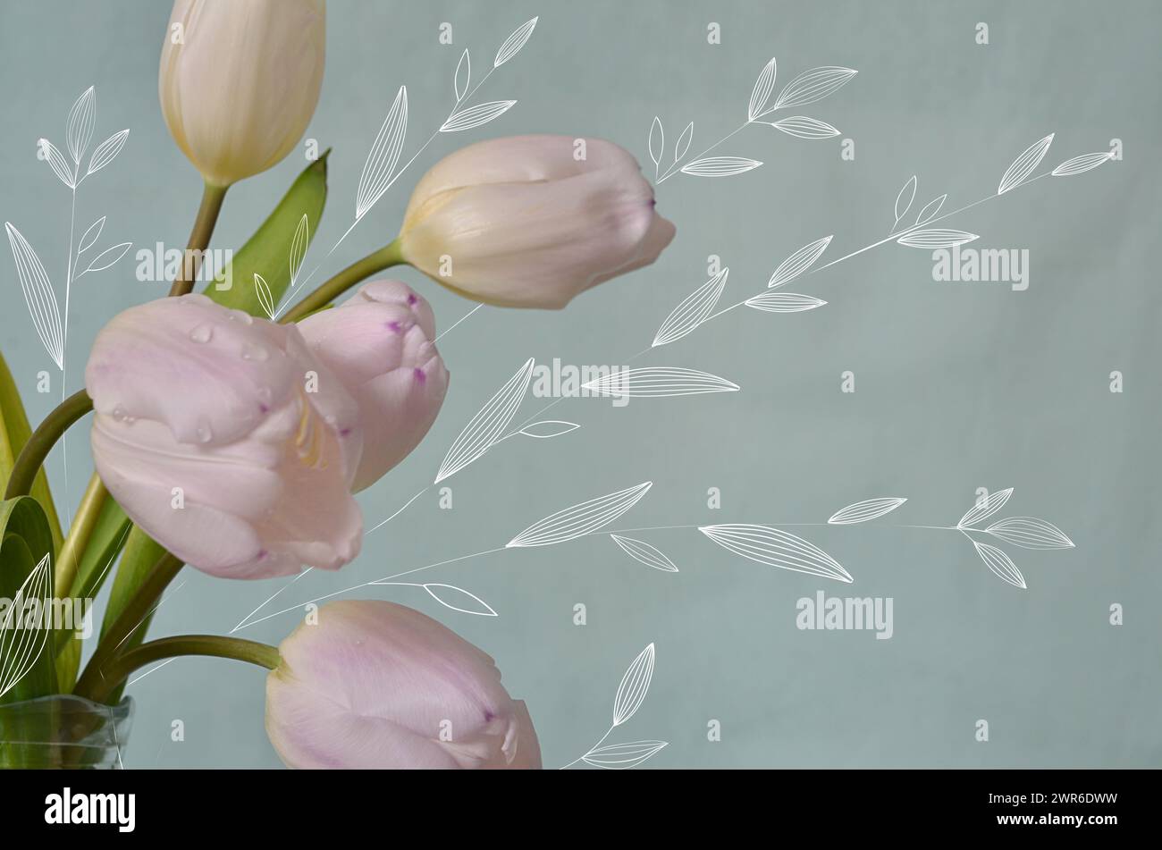 Photo combined with graphics: pink tulips on light background with leaf sketches. Stock Photo