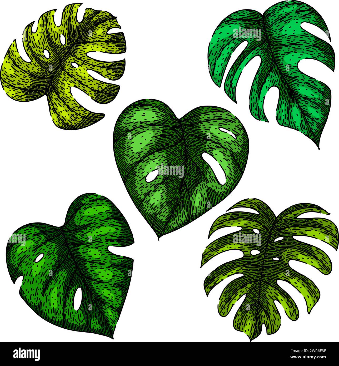 monstera leaf set sketch hand drawn vector Stock Vector Image & Art - Alamy