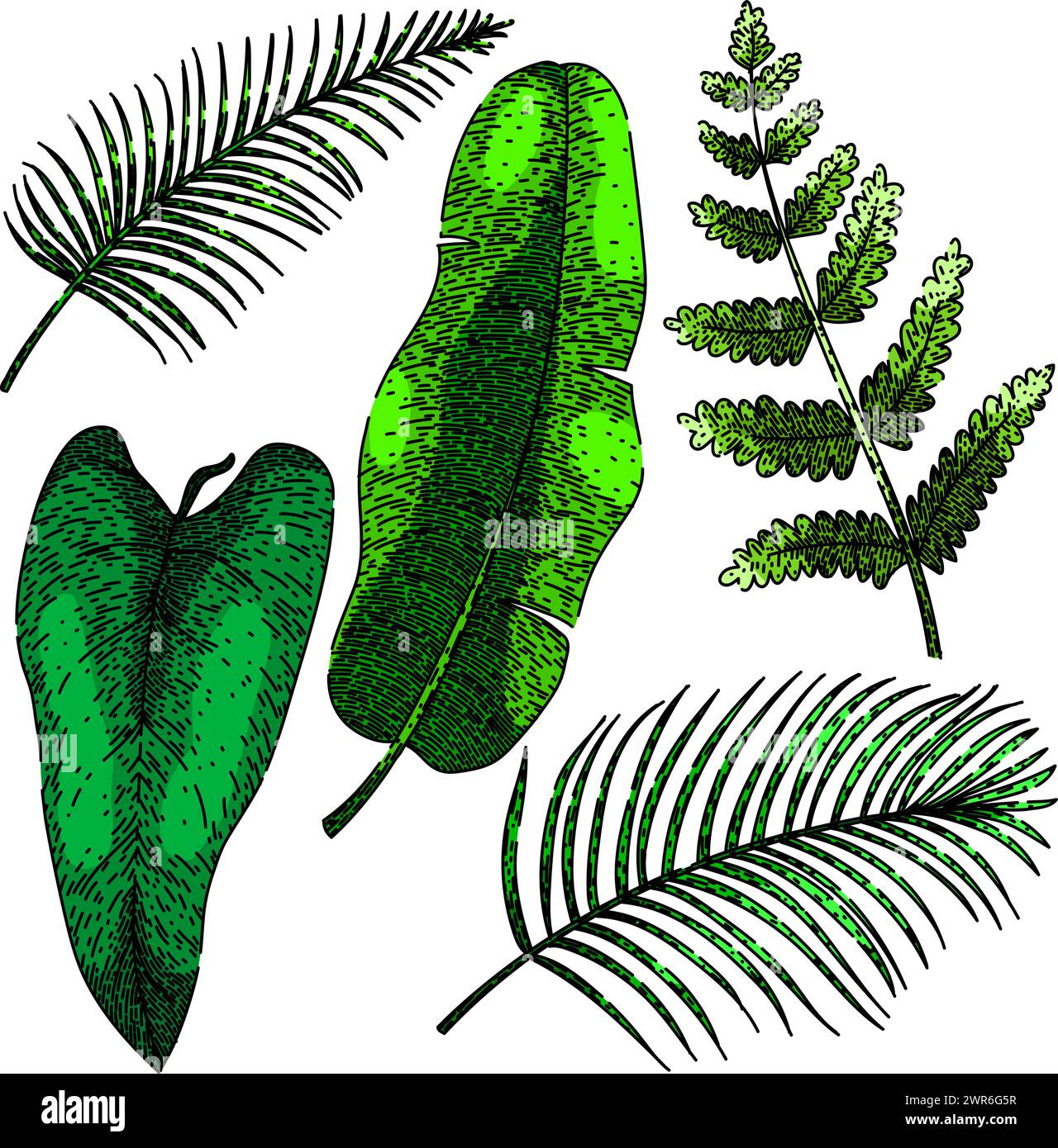 tropical leaf set sketch hand drawn vector Stock Vector Image & Art - Alamy