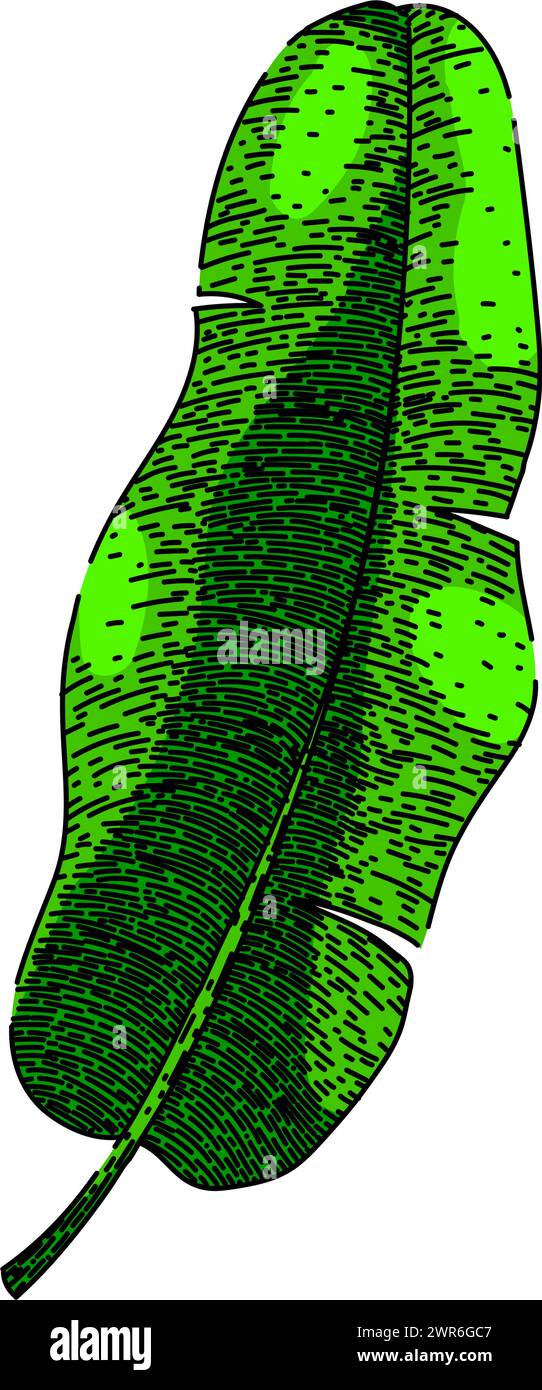 banana tropical leaf sketch hand drawn vector Stock Vector Image & Art ...