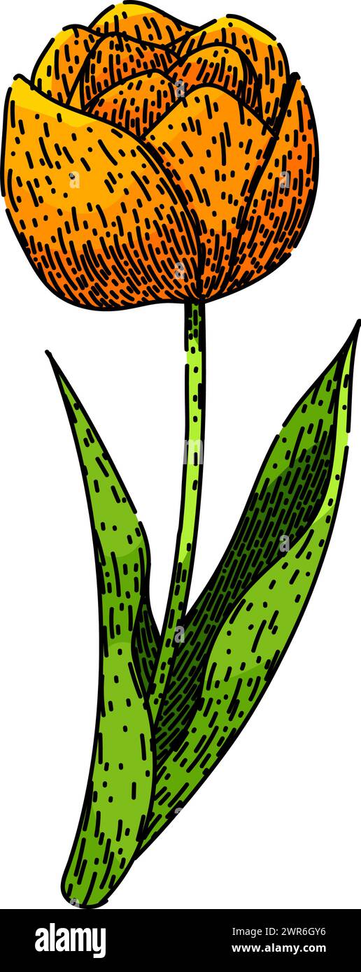 bouquet tulip sketch hand drawn vector Stock Vector Image & Art - Alamy