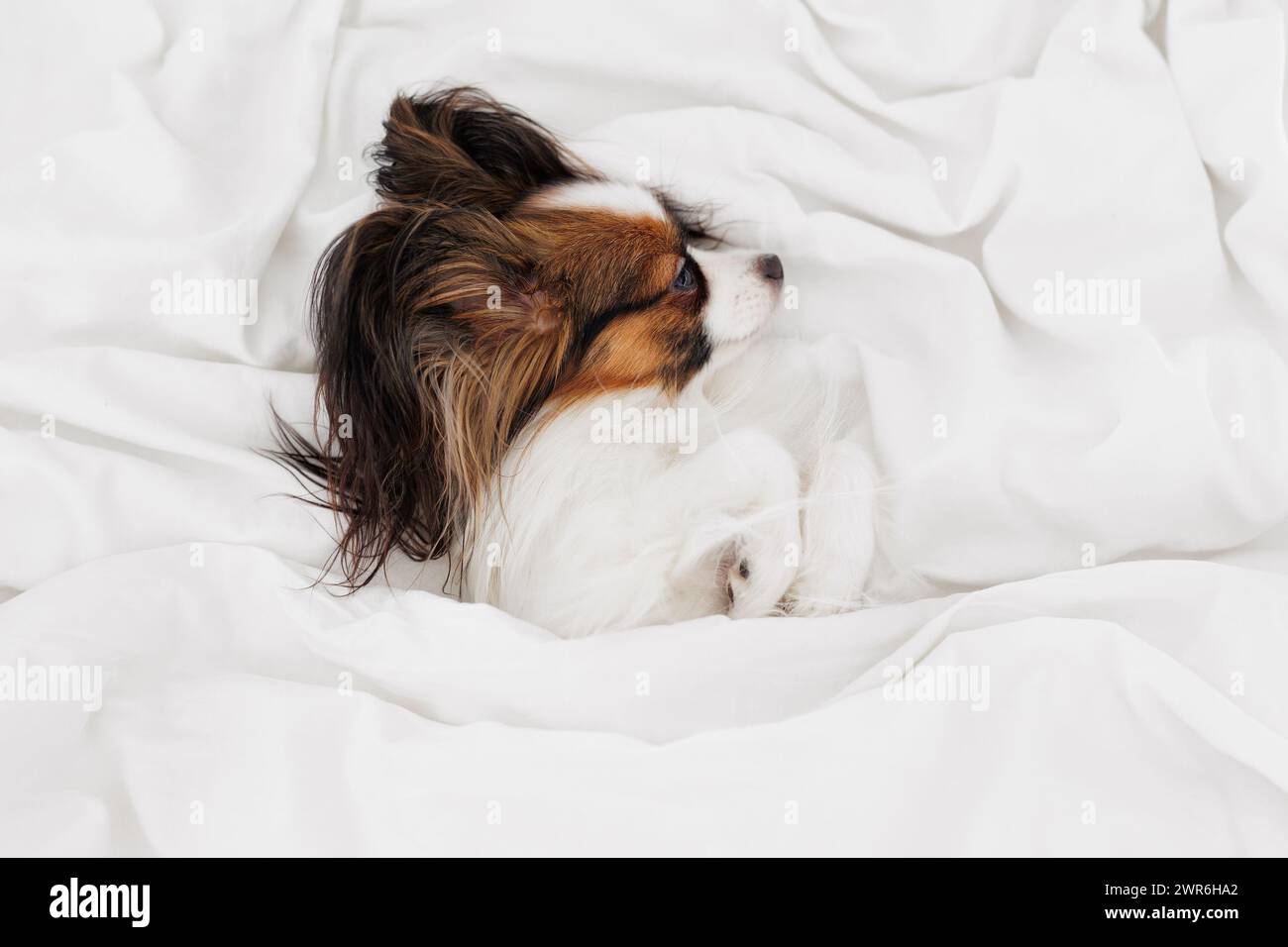 Little papillon dog sleeping on white bed Stock Photo - Alamy