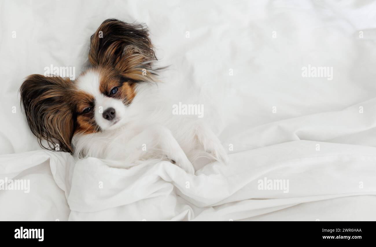 Top view of papillon dog sleeping on bed with copyspace Stock Photo - Alamy