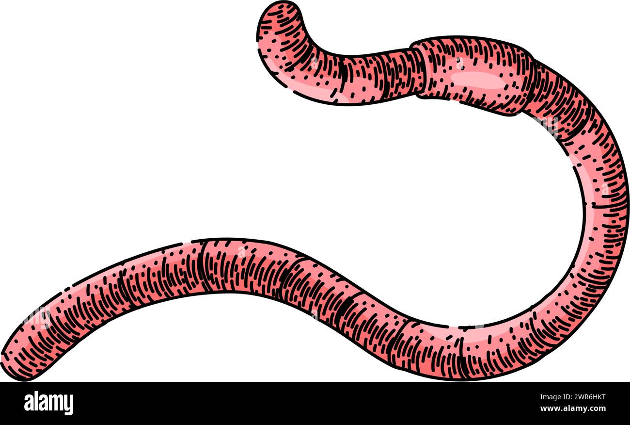 apple worm sketch hand drawn vector Stock Vector Image & Art - Alamy