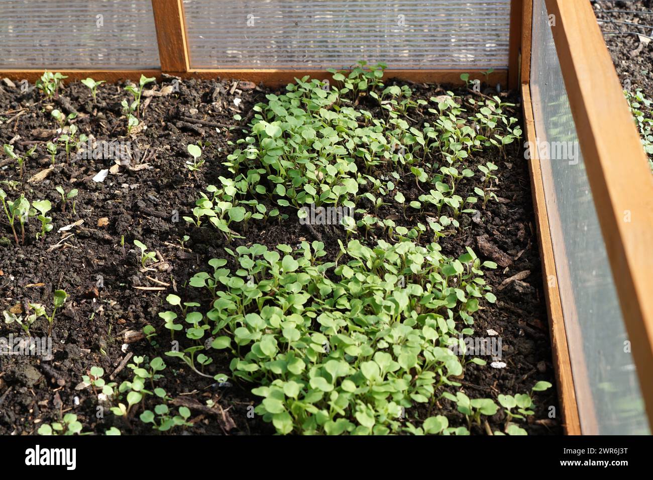 Opened wooden cold frame with young arugula plants Stock Photo