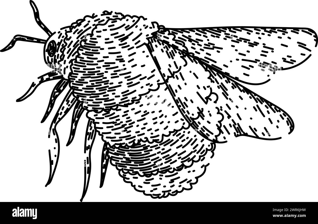 vintage bee sketch hand drawn vector Stock Vector Image & Art - Alamy