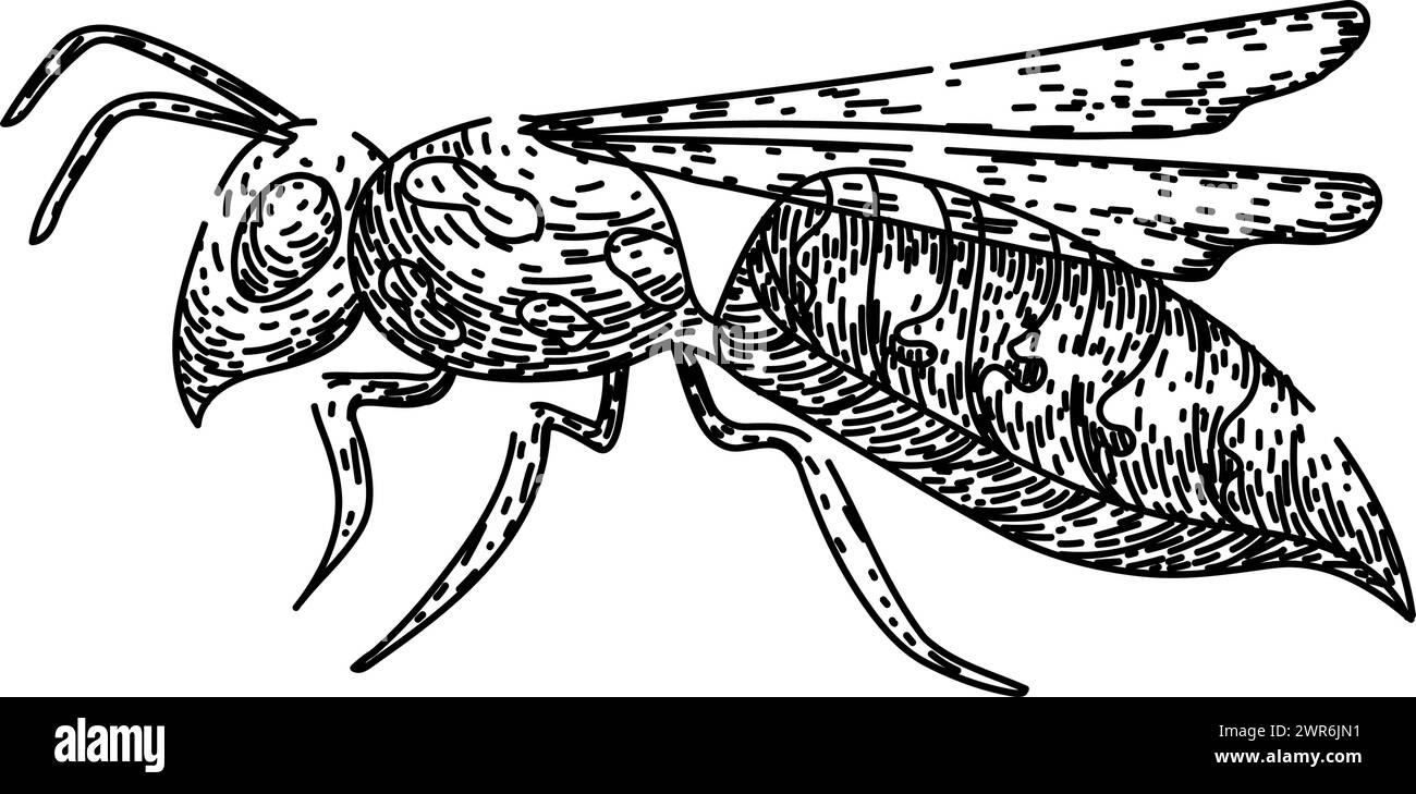 bumble bee sketch hand drawn vector Stock Vector Image & Art - Alamy