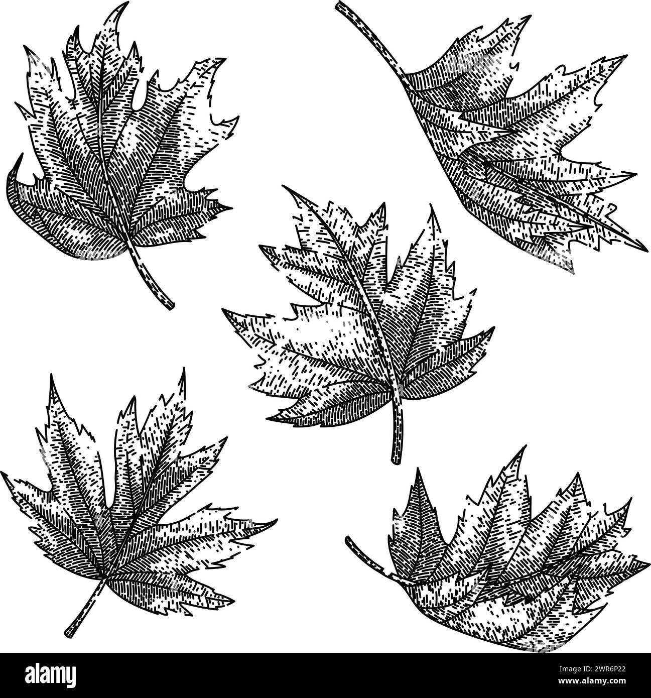 maple leaf set sketch hand drawn vector Stock Vector