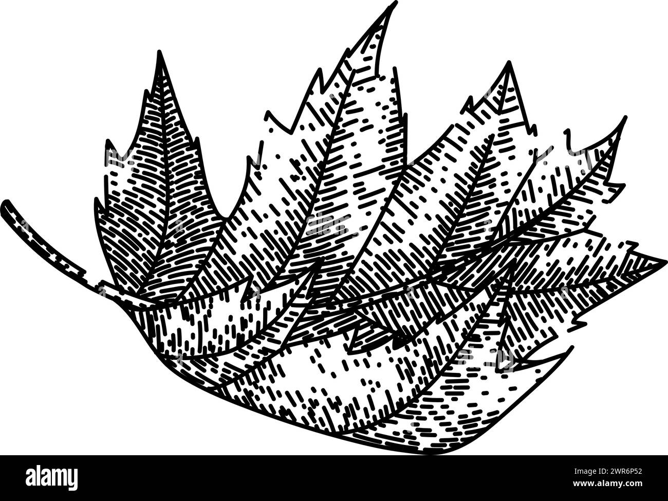 leaves maple leaf sketch hand drawn vector Stock Vector