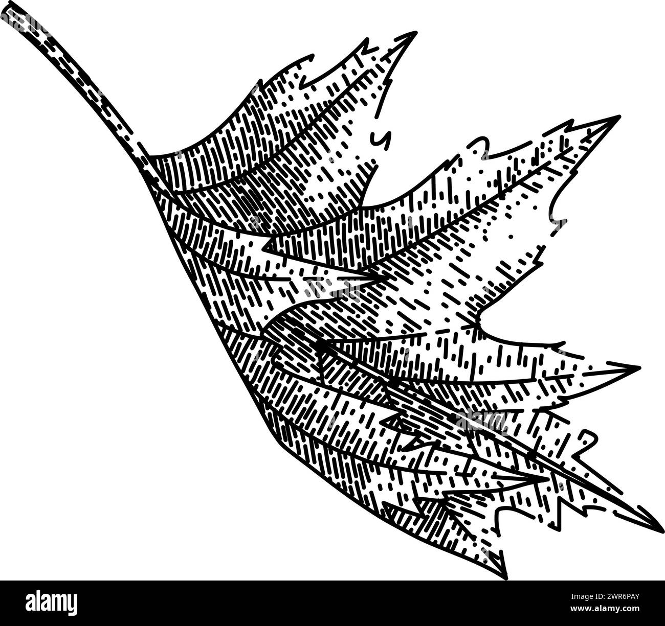 maple leaf sketch hand drawn vector Stock Vector