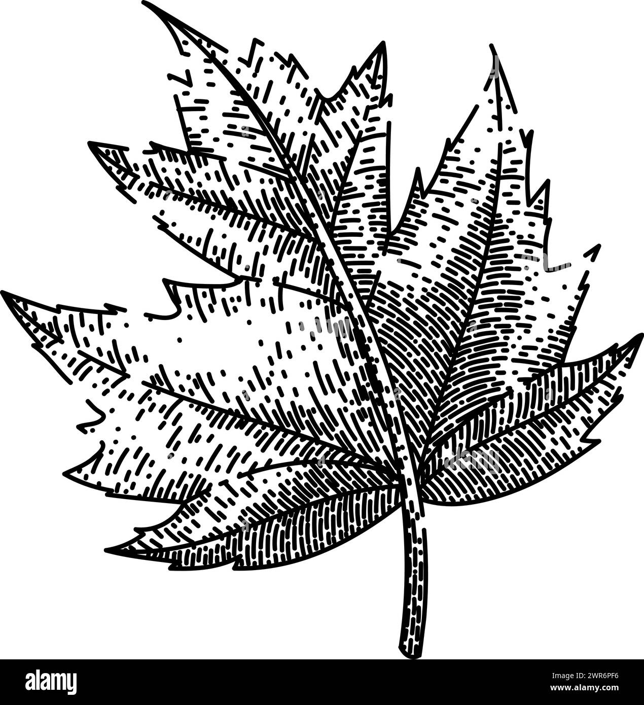 green maple leaf sketch hand drawn vector Stock Vector