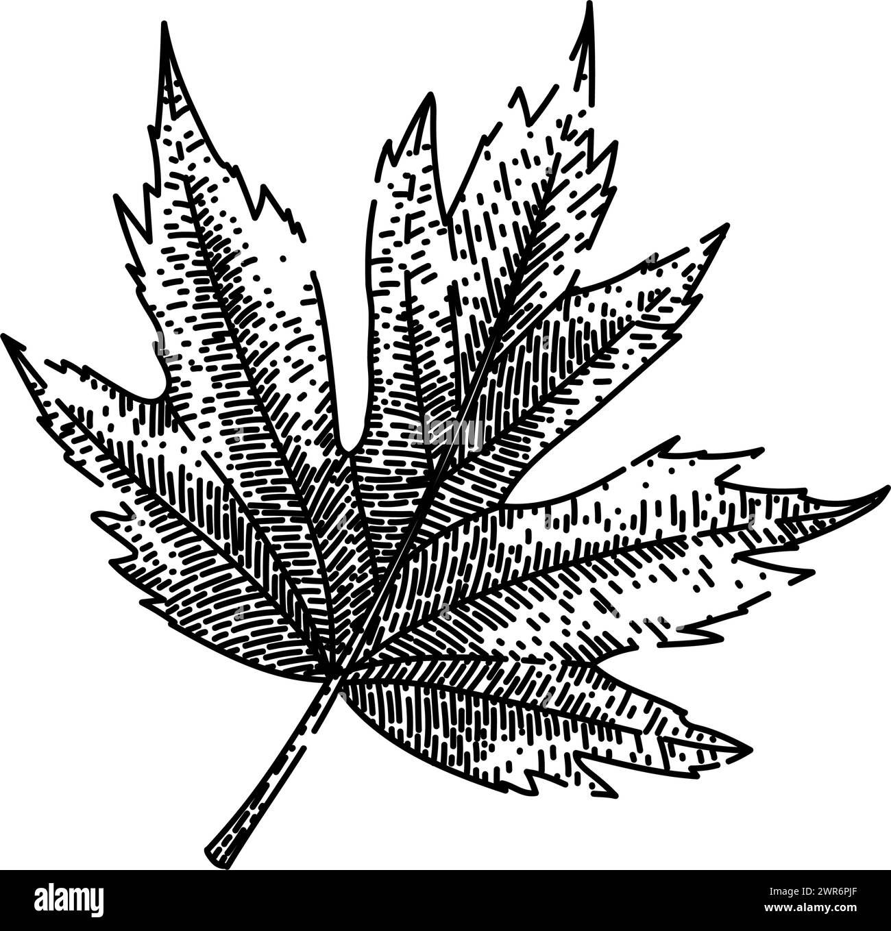 maple leaf sketch hand drawn vector Stock Vector