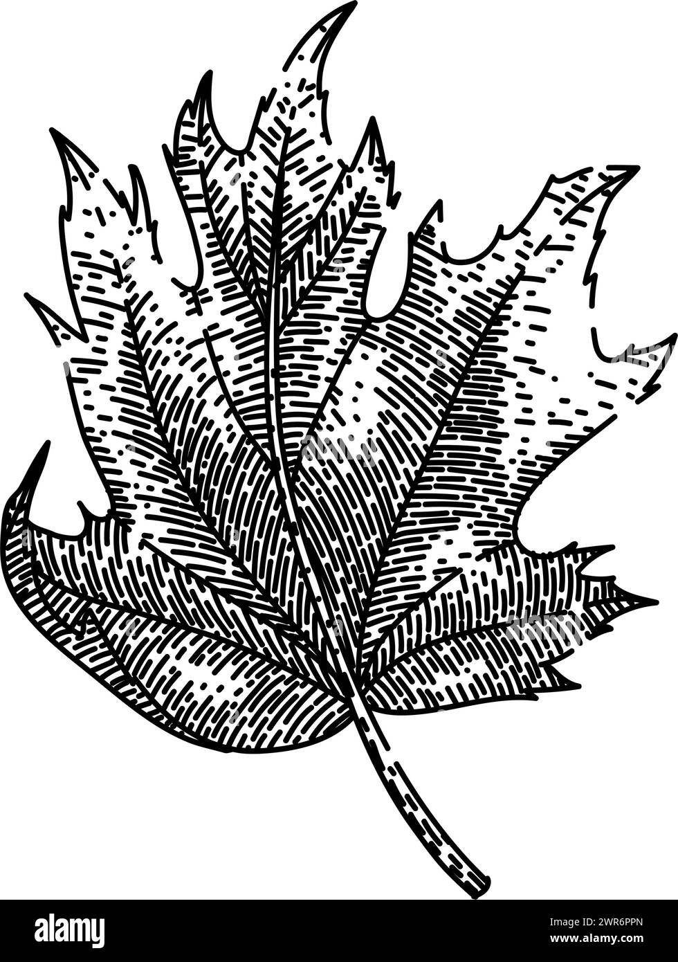 autumn maple leaf sketch hand drawn vector Stock Vector