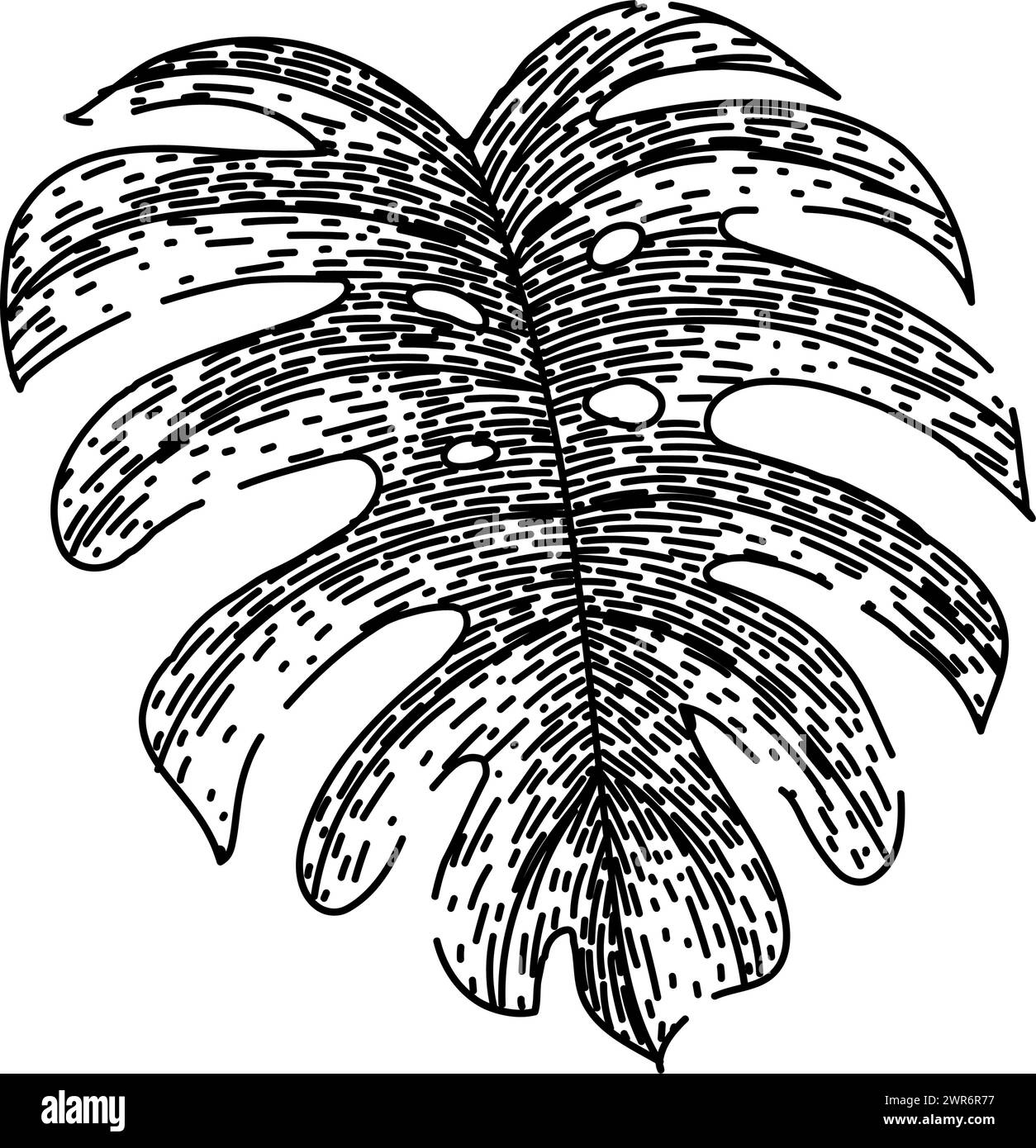 silhouette monstera leaf sketch hand drawn vector Stock Vector Image ...