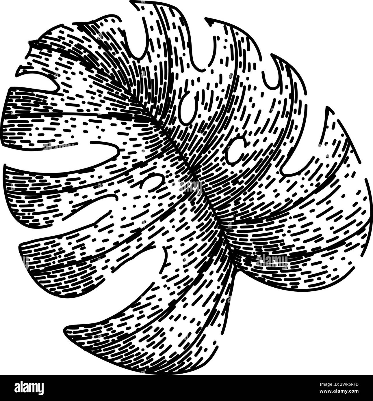 leaves monstera leaf sketch hand drawn vector Stock Vector Image & Art ...