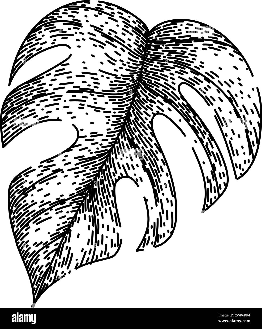 palm monstera leaf sketch hand drawn vector Stock Vector Image & Art ...