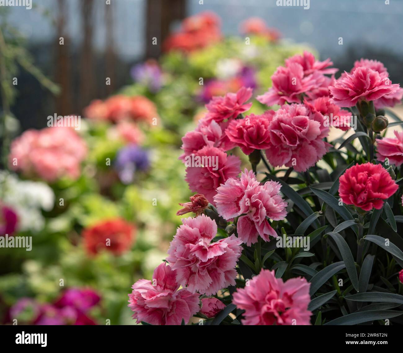 Dianthus gratianopolitanus, commonly known as the Cheddar pink or clove pink Stock Photo